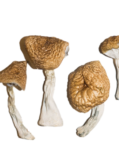 Phobos Magic Mushrooms Strain